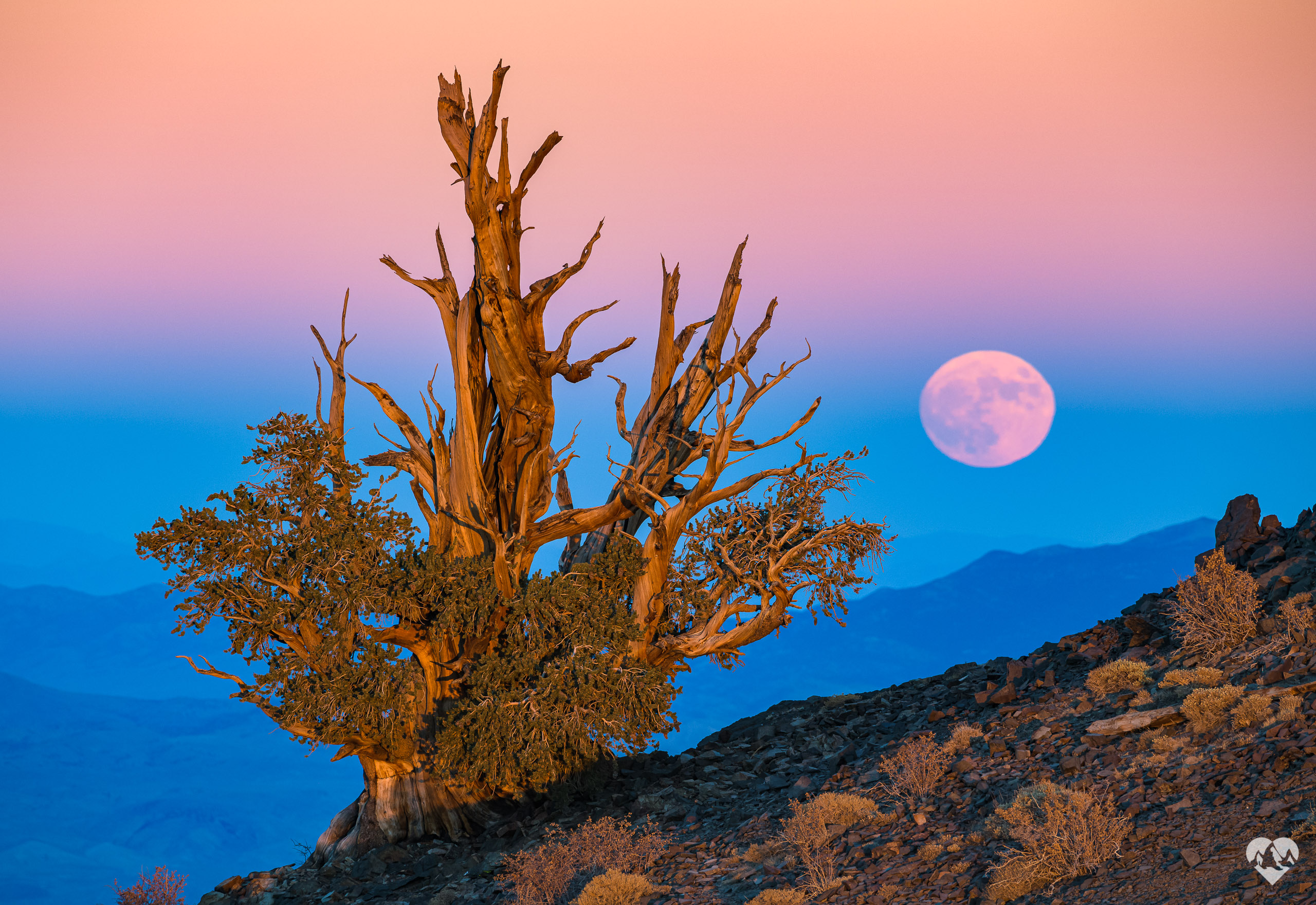 Bristlecone Pine Full Moon